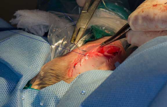 Rabbit femur fracture surgical repair.