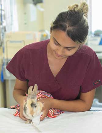 Staff holding rabbit with splint on fractured forearm.