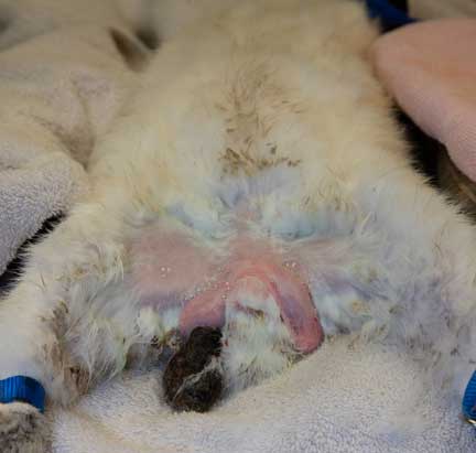 Rabbit necrotic testicle on surgery table.