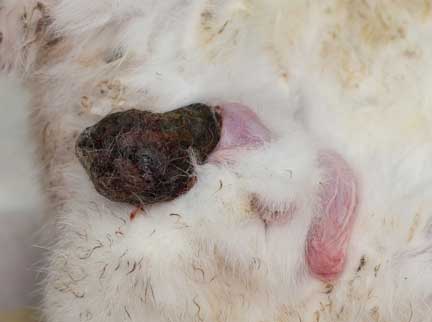 Rabbit necrotic testicle on surgery table.