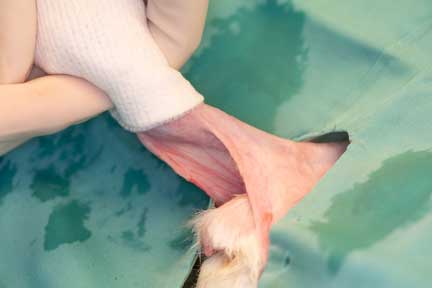 Rabbit necrotic testicle on surgery table.