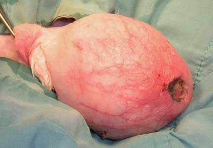 Rabbit neuter to remove cancerous testicle.