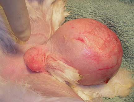 Rabbit neuter to remove cancerous testicle.