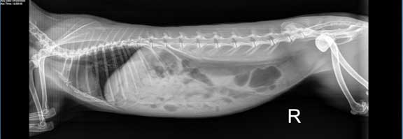 Rabbit X-ray with a stone in the urinary bladder.
