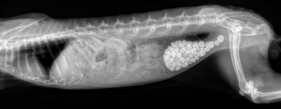 Rabbit X-ray with stones in the urinary bladder.