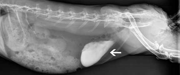 Rabbit X-ray with calcium sludge in the urinary bladder.