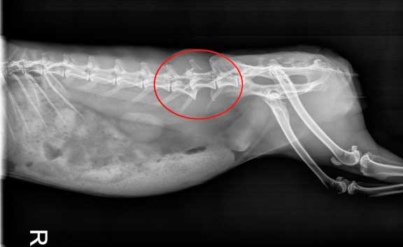Rabbit radiograph of a fractured spine.