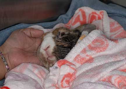 Rabbit wrapped in a towel.