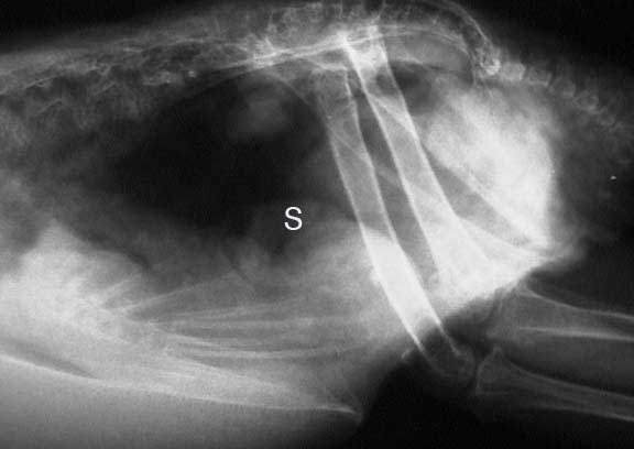 X-ray of a bird spleen (S)