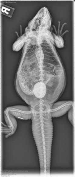 X-Ray of Iguana bladder stone