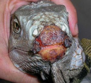 Iguana with a badly infected rostrum (nose) front view