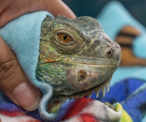 Iguana with an infected jaw causing an abscess