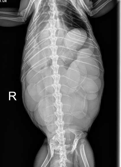 Top view of an X-ray of an iggie with eggs