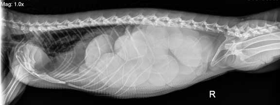 Side view of an X-ray of an iggie with eggs