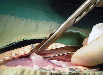 Using scissors to extend incision in snakes abdomen