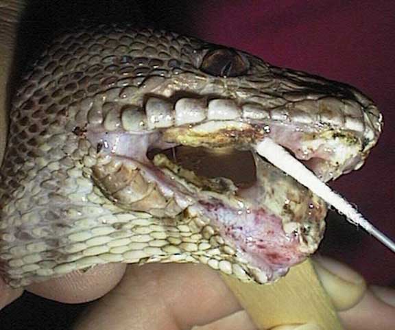 Snake with severe mouth infection