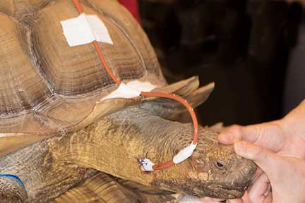 sulcata tortoise with a feeding tube