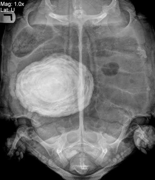 CDT radiograph with a very large bladder stone