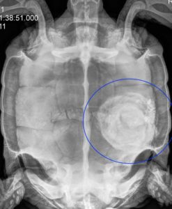X-ray of a tortoise with a large bladder stone