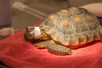 82-year-old tortoise needs two vets to remove bladder stone