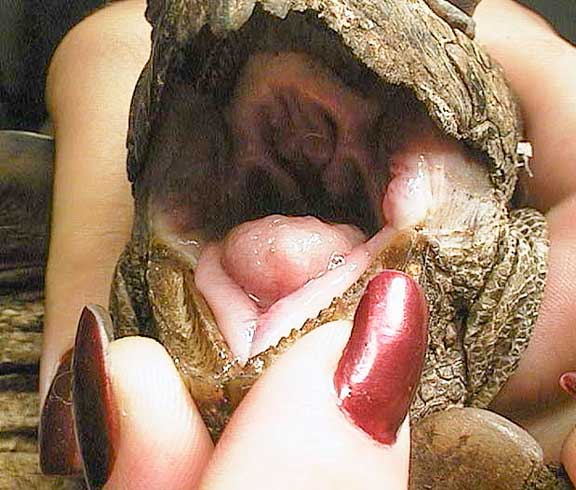 The inside of a tortoise's mouth