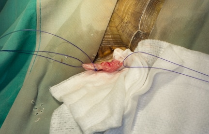 Appearance of the urinary bladder after it has been sutured and before placement back into the coelomic cavity
