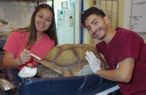 Staff repairing a shell on a large tortoise