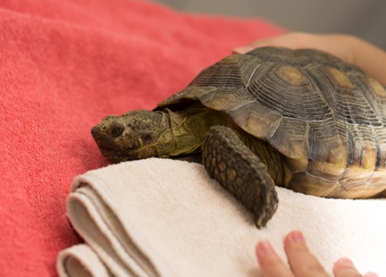 Tortoise resting in warm towels