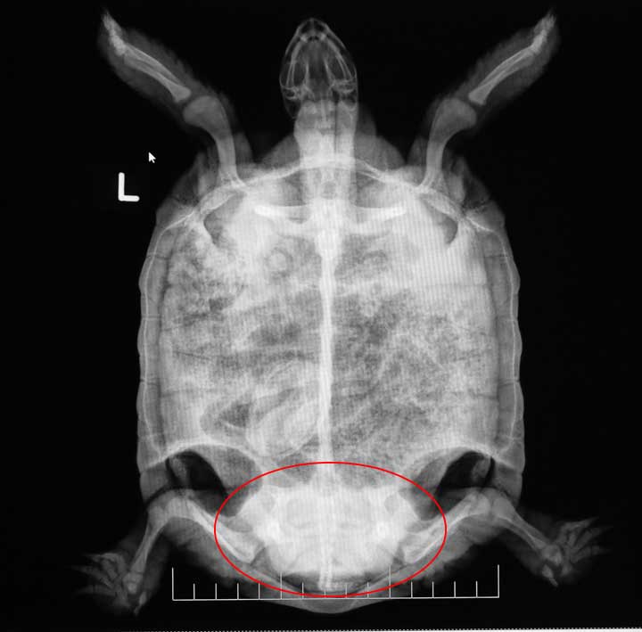 X-ray of a CDT with pelvic area with bladder stone circled in red