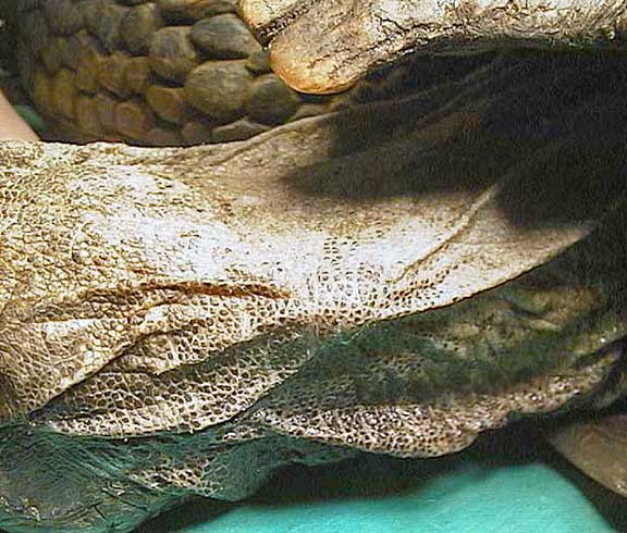 Tip of hemostat bulging from tortoise neck