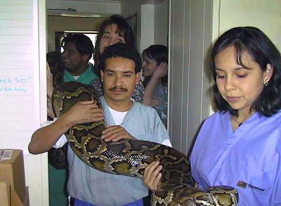 Staff holding a 120 pound python