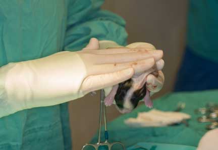 Surgeon rubbing pup