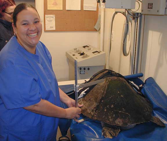 Staff taking a turtle xray
