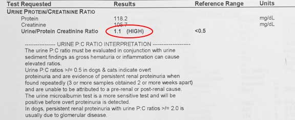 Urine protein creatinine test result