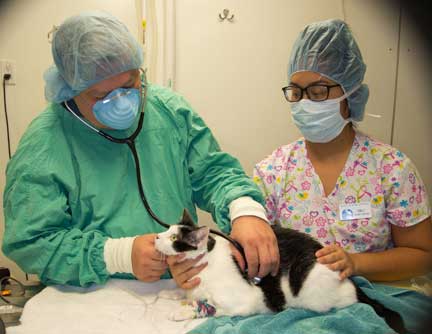 Feline veterinary examination