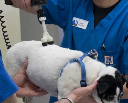 Using vetrostim on a dog
