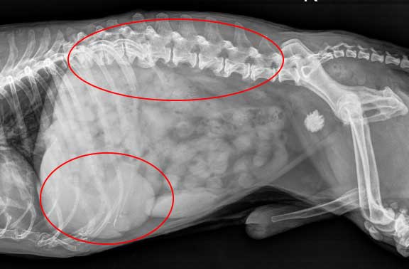 radiolucent bladder stones in dogs