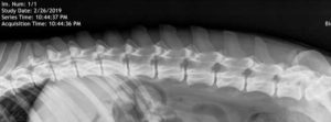 Xray of normal canine spine