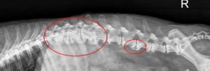 Xray of arthritic canine spine