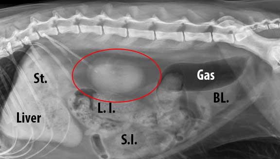 Feline abdomen x-ray with kidneys circled