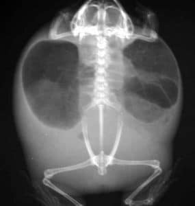 Xray of frog with fluid
