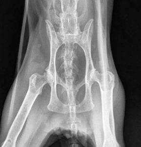Feline hip dysplasia X-Ray