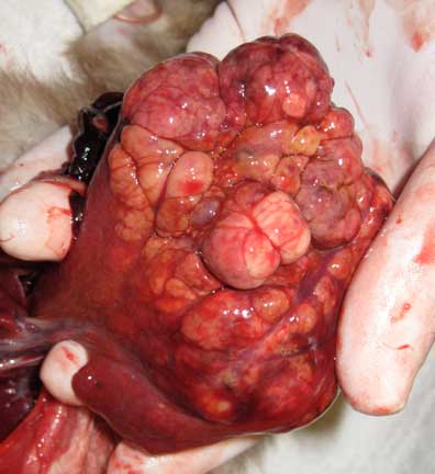 Cancerous ferret liver lobe.