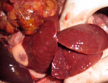 Ferret liver with numerous cancerous nodules in all lobes.