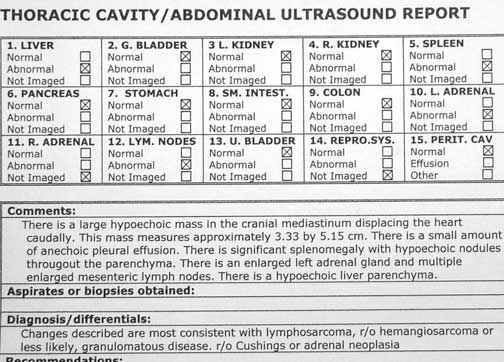 Ferret ultrasound showing a cancer called lymphosarcoma.