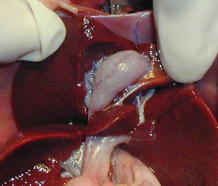 Ferret normal liver with gall bladder exposed.