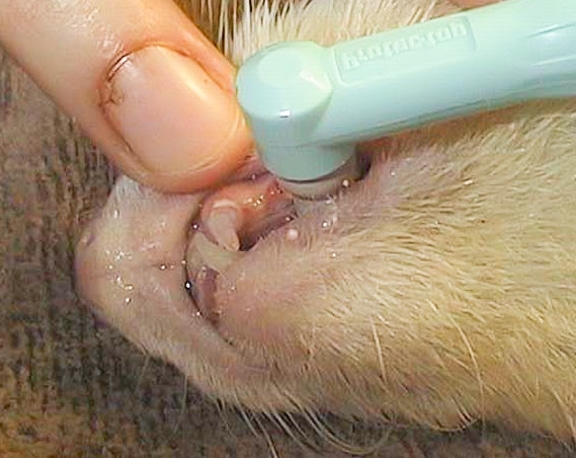 Polishing ferret teeth