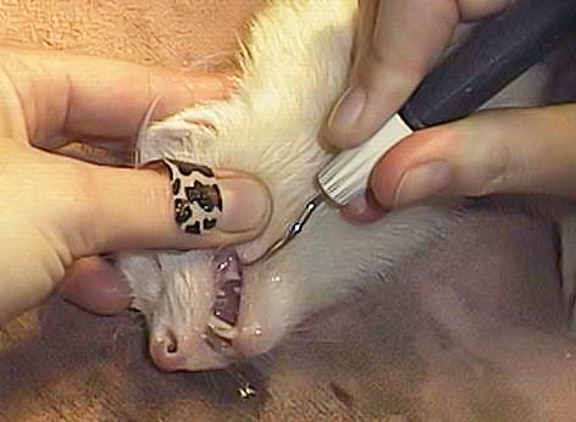 Scaling ferret teeth.