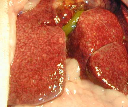 Mottled appearance of a ferret liver with cancer.