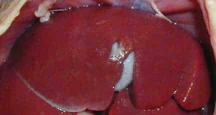 Normal ferret liver lobe with gall bladder underneath.